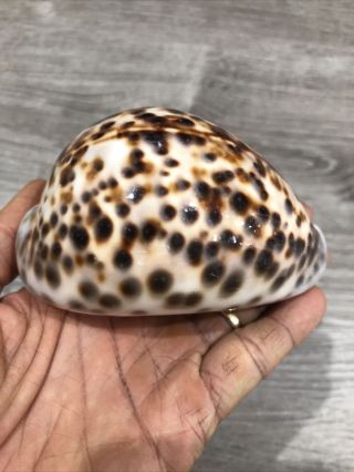 Tiger Cowrie Shell 4 1/4 Inch Cypraea Tigris Vintage Hawaii Natural Sea Shelll