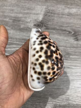 Tiger Cowrie Shell 4 1/4 Inch Cypraea Tigris Vintage Hawaii Natural Sea Shelll 3