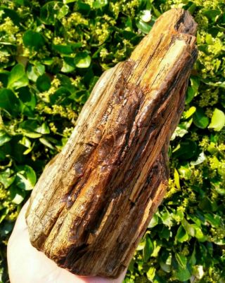 Detailed Water Worn Agatized Petrified Wood Owyhee Oregon Gold Brown Agate 5.  2lb