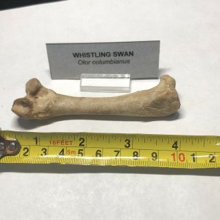 Pleistocene Fossil Whistling Swan Bird Leg Bone From Dixie Co.  Florida