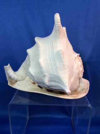 Ala Makana Hawaii Conch Shell Horn Drilled For Blowing With Sticker