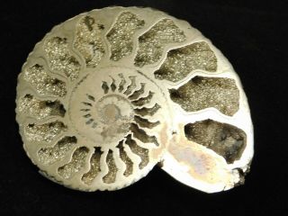 Pyrite Ammonite Fossil Polished 28.  3gr