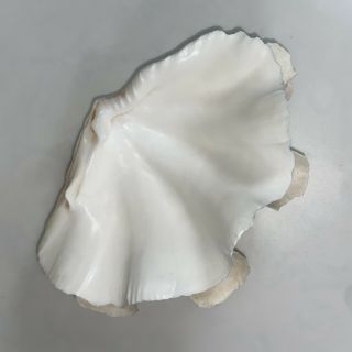 Tridacna Gigas Large Clam Shell Seashell 7” X 5” X 2 1/2” Natural Ocean Bowl Wow