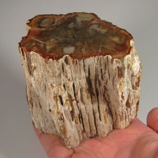 3.  7 " Polished Petrified Wood Branch Slab Fossil Standup - Madagascar - 1.  8 Lbs.