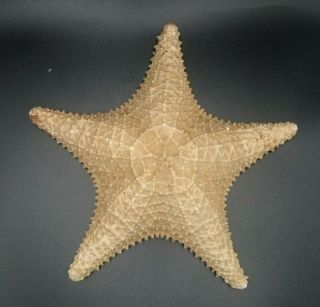 Vintage Large Dried Starfish Sea Star 12 " Nautical Decor