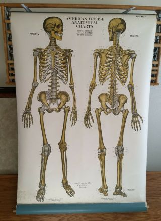1918 Skeletal Frohse Anatomical Chart Human Skeleton Front / Back View Plate 1