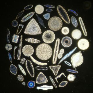 Exhibition Diatom Microscope Slide,  By K.  D.  Kemp,  50 Form Circle