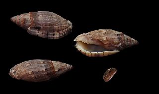 Seashell Voluta Lyria Pauljohnsoni 35.  24 Madagascar Interesting
