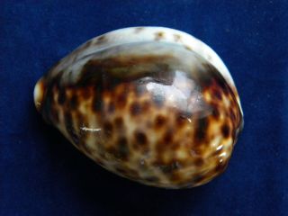 Sea Shells Cypraea Tigris 58mm Id 3329ca (freak Sea Shell Very Uncommon)