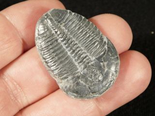 A Big 100 Natural Trilobite Fossil From Utah 3.  77