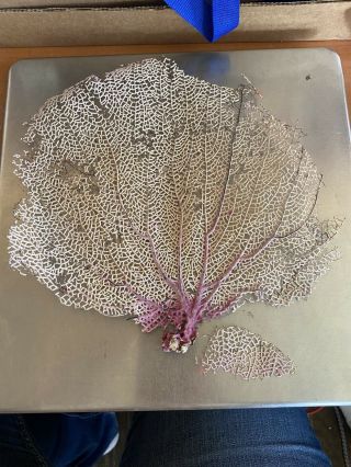 9 " X9 " Natural Sea Fan Coral Purple White - Seashell Shell Aquatic Reef Whip