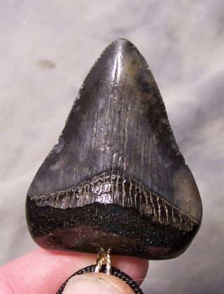 Megalodon Shark Tooth 1 13/16 " Fossil Shark Teeth Necklace Pendant Diamond Jaw