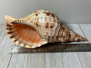 Conch Seashell Triton 