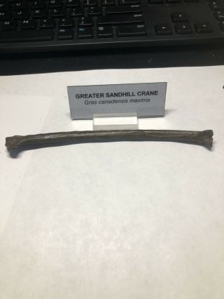Pleistocene Fossil Greater Sandhill Crane Bird Leg Bone From Dixie Co.  Florida