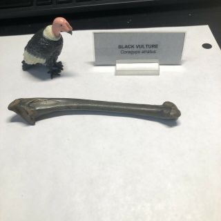 Pleistocene Fossil Black Vulture Bird Leg Bone From Dixie Co.  Florida
