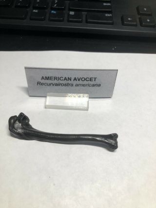 Pleistocene Fossil American Avocet Bird Leg Bone From Dixie Co.  Florida