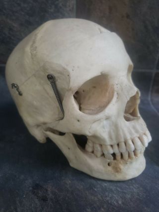 Vintage Real Medical Human Skull Medical School Anatomy Class
