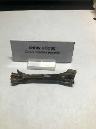 Pleistocene Fossil Snow Goose Bird Leg Bone From Dixie Co.  Florida