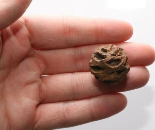 Meta Sequoia Pine Cone Fossil - Dinosaur Age High End Usa Specimen