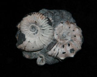 Ammonite Diadochoceras Acanthohoplites Fossil Russia