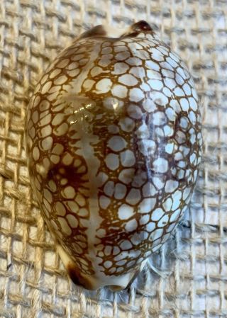 Cypraea Maculifera “reticulated Cowry” Seashell 57mm Indo - Pacific