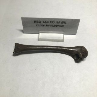 Pleistocene Fossil Bird Red Tailed Hawk Leg Bones From Dixie Co.  Florida