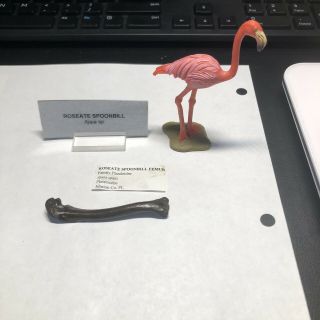 Pleistocene Fossil Roseate Spoonbill Bird Leg Bone From Dixie Co.  Florida
