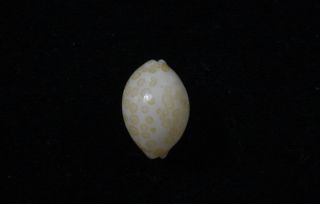 Formosa/seashell/cypraea Mariae 15.  1mm.  Fresh Dead.