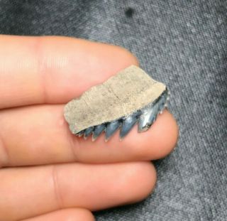 Rare 1.  06 " Lee Creek Aurora Cow Shark Tooth Teeth Fossil Sharks Necklace Jaws