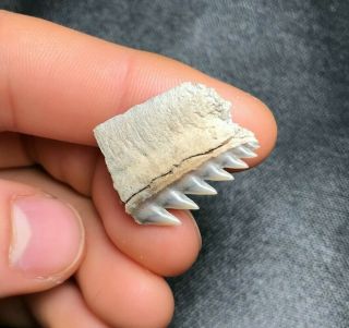 Rare 0.  94 " Lee Creek Aurora Cow Shark Tooth Teeth Fossil Sharks Necklace Jaws