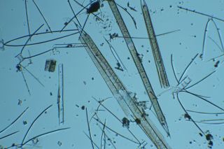 Tempere & Peragallo Antique Microscope Slide.  African Diatom Strew