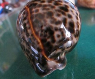 Cypraea Tigris 86 Mm Gem Big Size Ball Shapedw/striking Mantle Line Dark Pattern