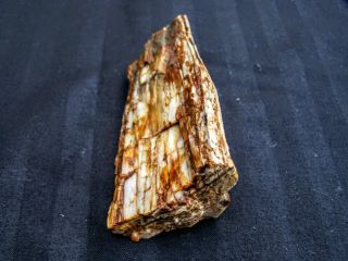 Natural Petrified Wood - Tom Miner Basin,  Montana - Collected Summer Of 1985