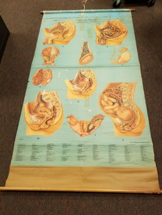Vintage Denoyer - Geppert Pull Down Anatomy Chart - Fe/male Pelvis - Mid Century