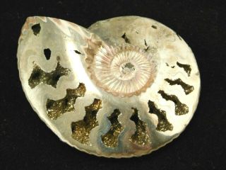 Iridescent Pyrite Ammonite Fossil Polished 32.  9gr