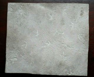 Fossil Bird Tracks Green River Formation,  Eocene,  Wyoming Footprints Track Way
