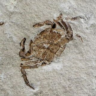 1.  1 " Fossil Crab Pinnixa Galliheri Pea Crab Monterey Cty San Luis Obispo Miocene