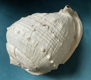 Large Horned Queen Helmet Conch Sea Shell 12” X 8 1/2” X 8”
