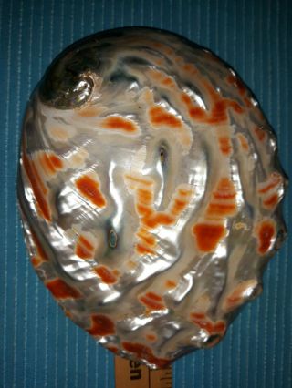 Large Natural 7 7/8 X 6 1/8 Inch Red Abalone Shell Polished Inside & Out