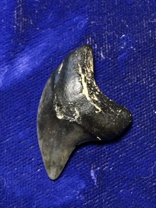 Uncommon Alopias Grandis Fossil Giant Thresher Shark Tooth Sc
