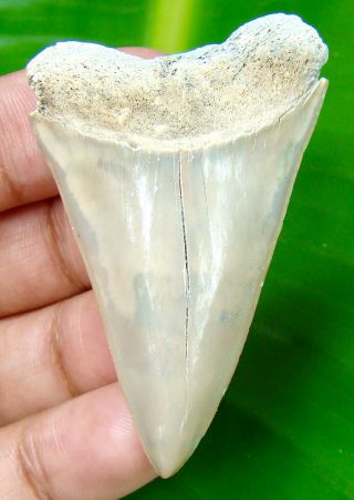 Exquisite Color Mako Shark Tooth - 2.  13 Inch - Real Fossil - No Restoration