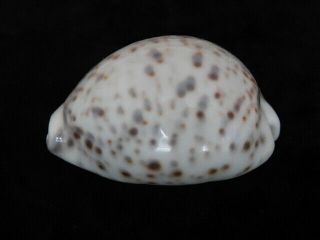 Sea Shell Cypraea Tigris 73.  8mm Id 6489
