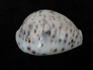 Sea shell Cypraea tigris 73.  8mm ID 6489 2