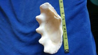 Vintage Natural Clam Shell Tridacna Gigas With Coral Growth 7 1/2 " X 4 " Giant