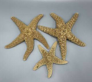 3 Vintage Real Sugar Starfish Dried Seashell Display Wedding Ocean Decor Craft
