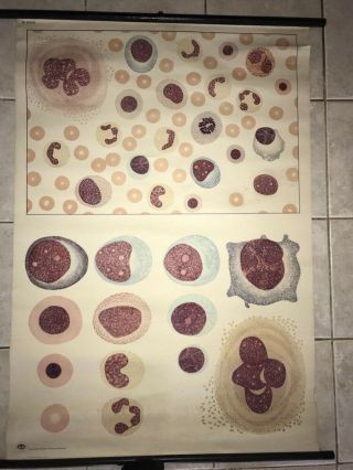 Vintage Medical Pull Down School Chart Of Blood