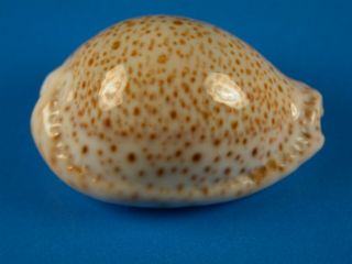 Cypraea Turdus Winkworthi,  Pattern,  Heavy Callous,  41.  3mm,  Oman Shell
