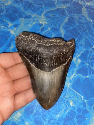 Megalodon Shark Tooth 4.  41” Huge Teeth Big Meg Scuba Diver Direct Fossil 3668