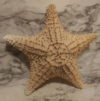 Vntg Starfish Dried Specimen Large Nautical Beach Sea Decor 10 " Knobby