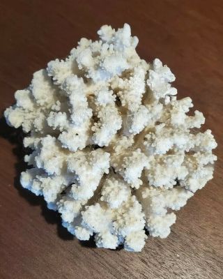 Large Natural Ocean Reef Sea Coral White Almost 2 Lbs 8.  5” X 6” 4.  75” High